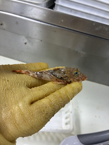 Spiny searobin (Prionotus alatus) — Triglidae — 4