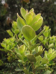 Ilex kunthiana