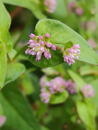 Persicaria nepalensis, photograph 4