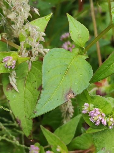 Persicaria nepalensis, photograph 5