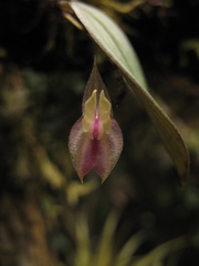 Lepanthes dunstervilleorum