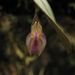Lepanthes dunstervilleorum - Photo (c) Mateo Hernandez Schmidt, some rights reserved (CC BY-NC-SA), uploaded by Mateo Hernandez Schmidt