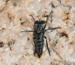 Brachyrhopalinae