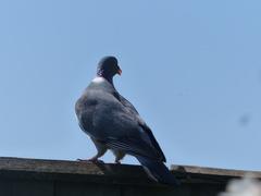Columba palumbus