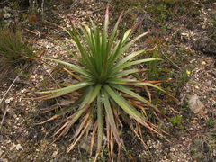 Puya nitida