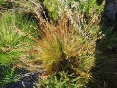 Juncus capensis