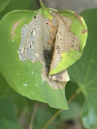 Featured image for “Redbud Leaffolder Moth”