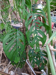 Monstera obliqua