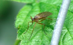 Empis trigramma