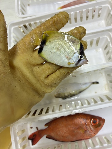 Butterbun (Chaetodon sedentarius) — Chaetodontidae — 2