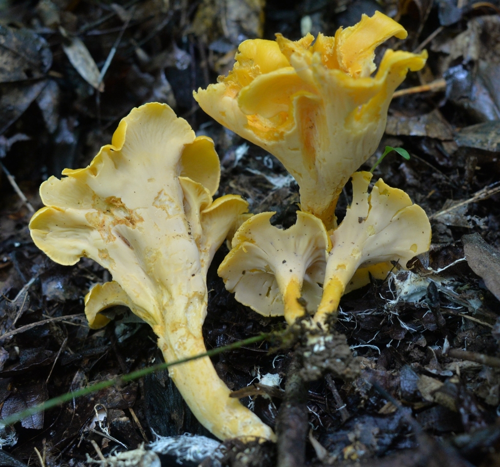 Cantharellus flavolateritius