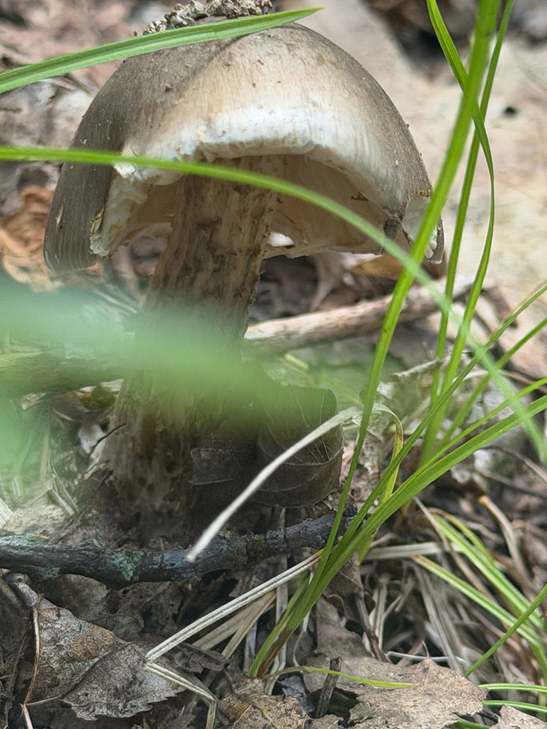 Ball Gown Amanita