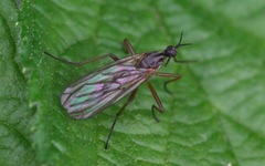 Empis trigramma