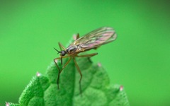 Empis trigramma