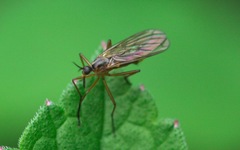 Empis trigramma