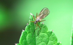 Empis trigramma