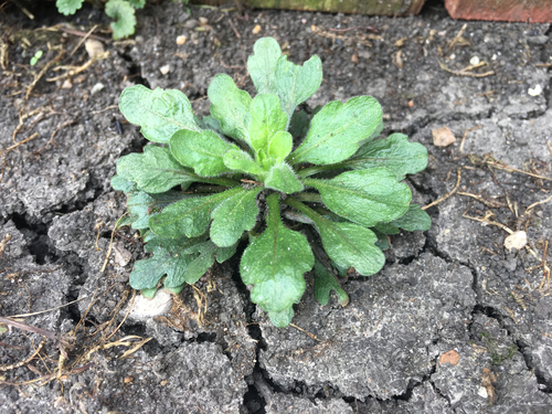 Vienmetė šiušelė nuotrauka