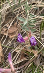 Astragalus shortianus