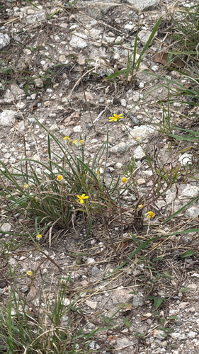 Tetraneuris linearifolia, photograph 3