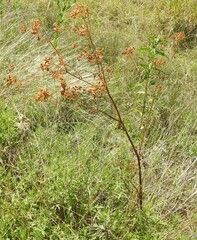 Polytaenia texana