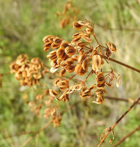 Polytaenia texana, photograph 2