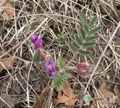 Astragalus shortianus