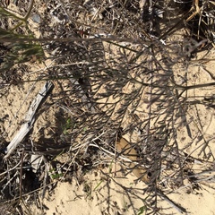 Pelargonium multiradiatum
