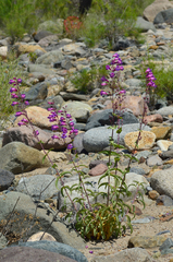 Penstemon spectabilis subinteger
