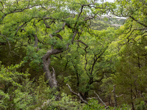 Quercus laceyi, photograph 4