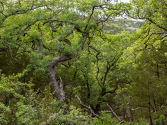 (c) Turner Brockman, some rights reserved (CC BY-SA) Quercus laceyi, photograph (c) Turner Brockman, some rights reserved (CC BY-SA)
