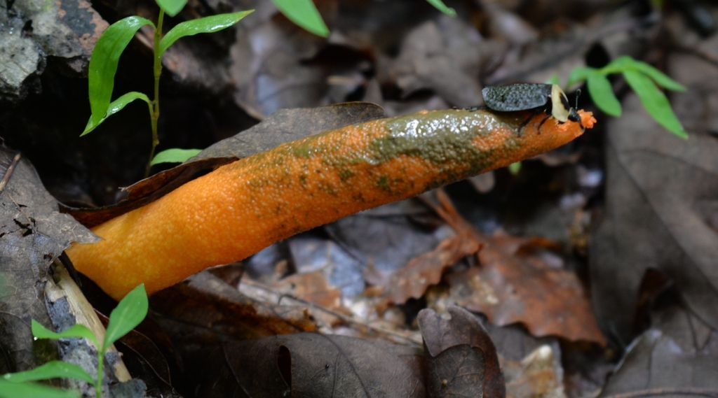 devil's dipstick · July 2026 · photo: Photo: (c) Ben Gruhot, some rights reserved (CC BY) · iNaturalist