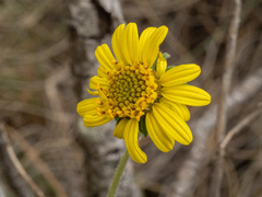 Simsia calva