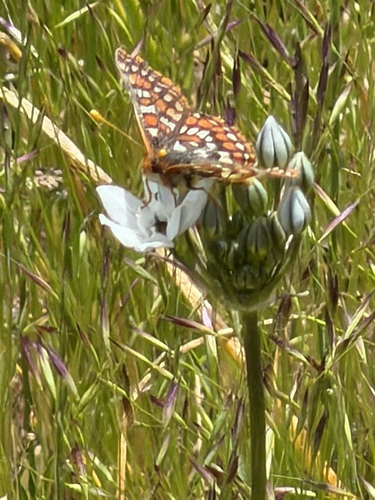 iNaturalist observation photo of Edith's Checkerspot