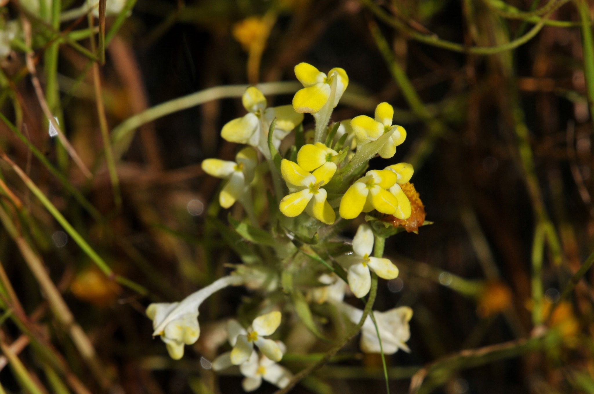 Castilleja campestris