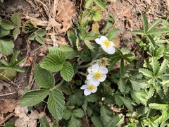 Fragaria viridis