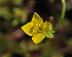 Cicendia quadrangularis