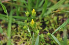 Cicendia quadrangularis