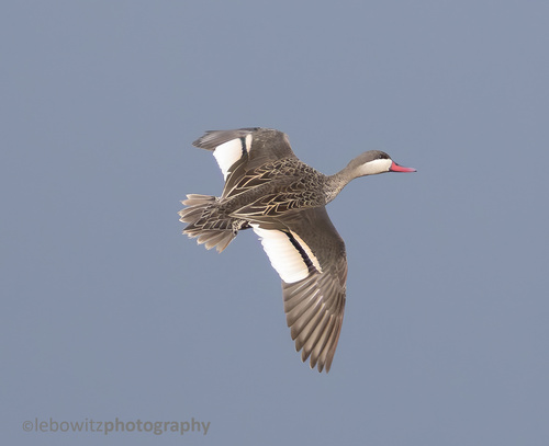 iNaturalist image