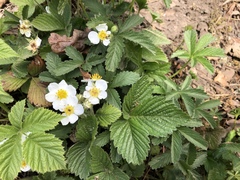 Fragaria viridis