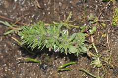 Pogogyne zizyphoroides