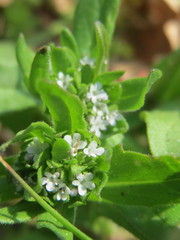 Valerianella locusta