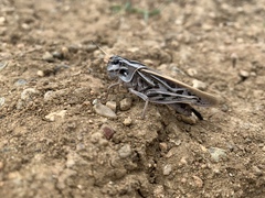 Pardalophora apiculata