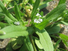Valerianella locusta