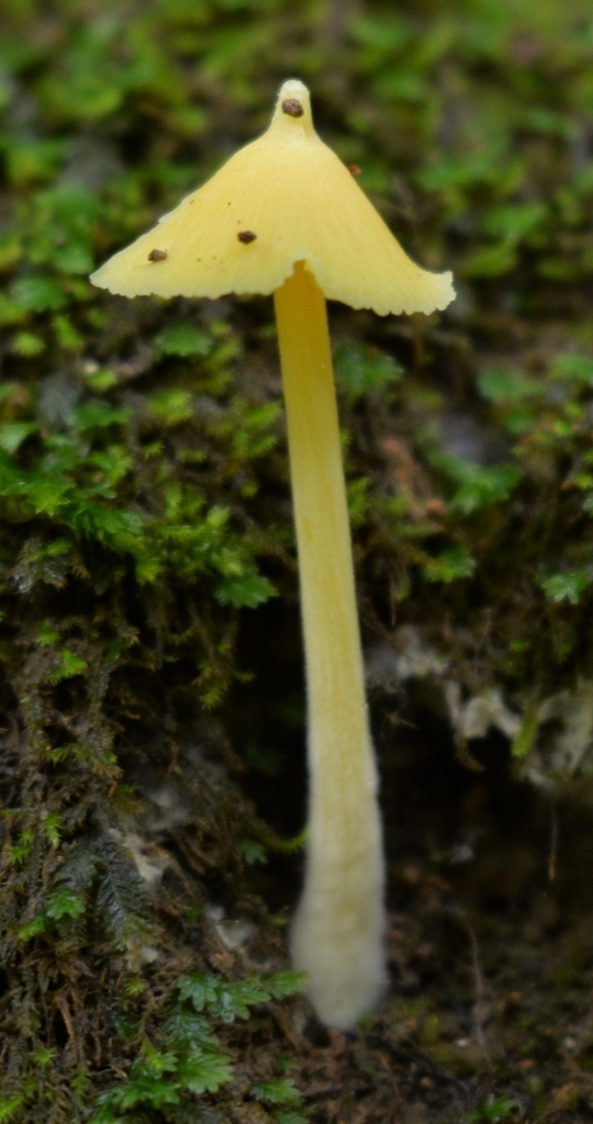 Yellow Unicorn Entoloma · July 2026 · photo: Photo: (c) Ben Gruhot, some rights reserved (CC BY) · iNaturalist