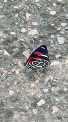 Callicore astarte selima