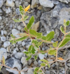 Mentzelia oligosperma, photograph (c) saltyhiker, some rights reserved (CC BY)