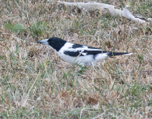 Black-backed Butcherbird (Cracticus mentalis)