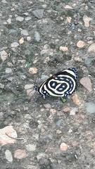 Callicore astarte selima