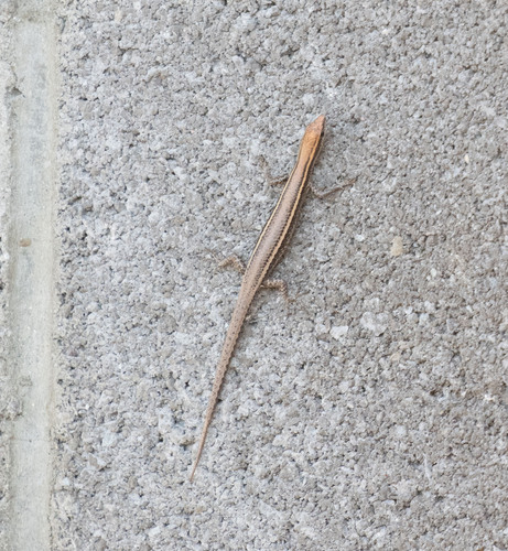 Cryptoblepharus yulensis observed 2026-06-08