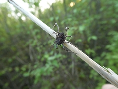 Egaenus convexus